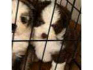 Miniature Australian Shepherd Puppy for sale in Leander, TX, USA
