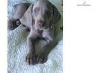 Weimaraner Puppy for sale in Valdosta, GA, USA