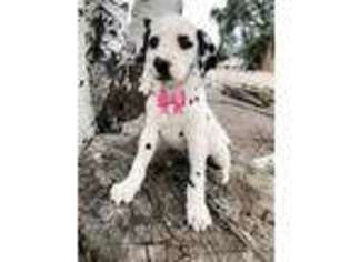 Dalmatian Puppy for sale in Burley, ID, USA