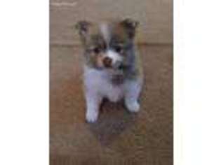 Pomeranian Puppy for sale in Monroe, NC, USA