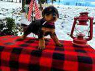 Airedale Terrier Puppy for sale in Warsaw, OH, USA