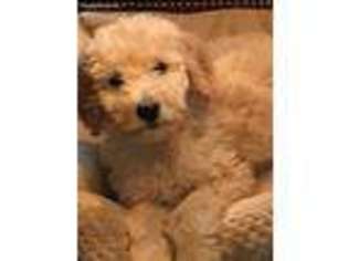 Goldendoodle Puppy for sale in Corning, CA, USA