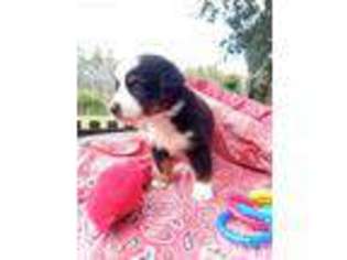 Miniature Australian Shepherd Puppy for sale in Land O Lakes, FL, USA