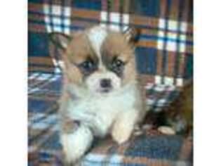 Pembroke Welsh Corgi Puppy for sale in Chowchilla, CA, USA