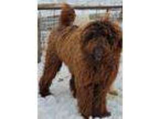 Labradoodle Puppy for sale in Highmore, SD, USA