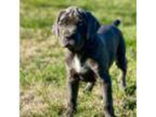 Cane Corso Puppy for sale in Berea, KY, USA