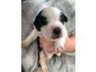 Saint Bernard Puppy for sale in Woodland Hills, CA, USA