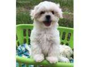 Maltese Puppy for sale in Center Point, TX, USA
