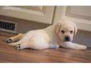 Labrador Retriever Puppy for sale in Andrews, SC, USA