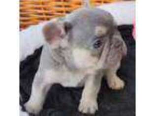 French Bulldog Puppy for sale in Saint Louis, MO, USA