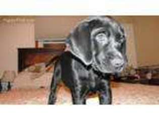 Labrador Retriever Puppy for sale in Sunfield, MI, USA