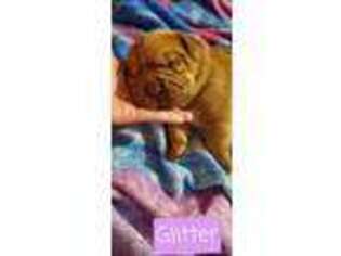 American Bull Dogue De Bordeaux Puppy for sale in Williamsburg, KY, USA