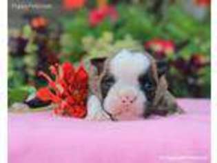 Bulldog Puppy for sale in Liberty, KY, USA