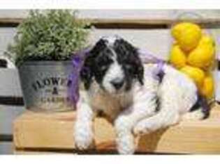 Labradoodle Puppy for sale in Murray, UT, USA