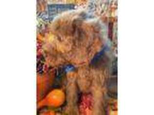 Mutt Puppy for sale in Lake Charles, LA, USA