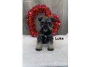 Mutt Puppy for sale in Howe, IN, USA