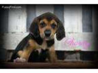 American Foxhound Puppy for sale in Chillicothe, MO, USA