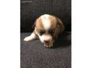 Pembroke Welsh Corgi Puppy for sale in Norman, OK, USA