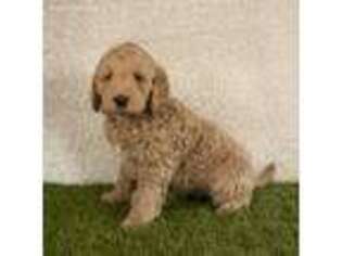 Labradoodle Puppy for sale in Sugarcreek, OH, USA