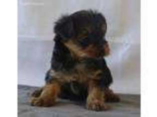 Yorkshire Terrier Puppy for sale in Hagerstown, IN, USA