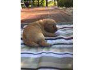 Labradoodle Puppy for sale in Mineral Wells, WV, USA