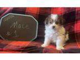 Yorkshire Terrier Puppy for sale in Broken Bow, OK, USA