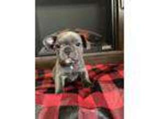 French Bulldog Puppy for sale in Keystone, IN, USA