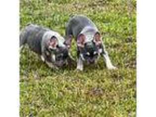 French Bulldog Puppy for sale in Milton, FL, USA