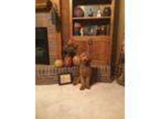 Goldendoodle Puppy for sale in Sesser, IL, USA