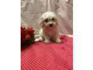 Cavachon Puppy for sale in Dundee, NY, USA