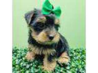 Yorkshire Terrier Puppy for sale in Brooklyn, NY, USA