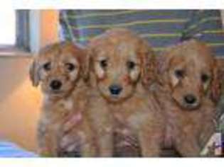 Goldendoodle Puppy for sale in PINCKNEYVILLE, IL, USA