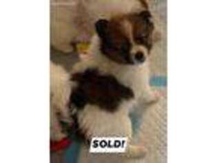 Pomeranian Puppy for sale in Slidell, LA, USA