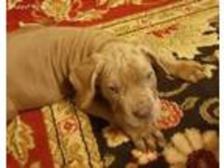 Neapolitan Mastiff Puppy for sale in Fayetteville, NC, USA