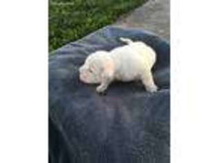 American Bulldog Puppy for sale in Lebo, KS, USA