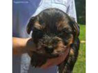 Yorkshire Terrier Puppy for sale in Reagan, TN, USA