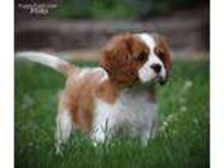 Cavalier King Charles Spaniel Puppy for sale in Paxinos, PA, USA