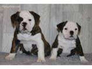 Olde English Bulldogge Puppy for sale in Syracuse, IN, USA