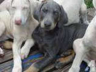 Doberman Pinscher Puppy for sale in SAN ANTONIO, FL, USA