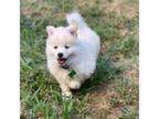 Mutt Puppy for sale in Frisco, TX, USA
