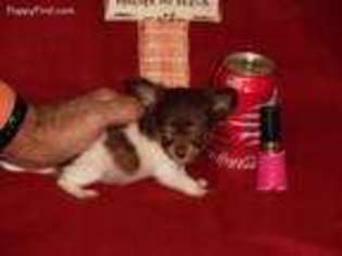 Chihuahua Puppy for sale in Colorado City, TX, USA