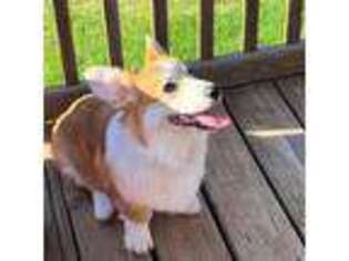 Pembroke Welsh Corgi Puppy for sale in Purcell, OK, USA