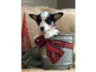 Pembroke Welsh Corgi Puppy for sale in North Manchester, IN, USA