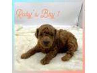 Mutt Puppy for sale in Pontiac, MI, USA
