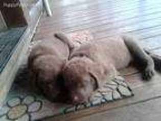 Chesapeake Bay Retriever Puppy for sale in Lucedale, MS, USA