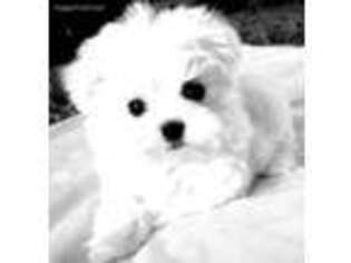 Maltese Puppy for sale in Garrison, TX, USA