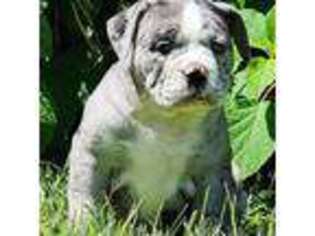Olde English Bulldogge Puppy for sale in Wellman, IA, USA