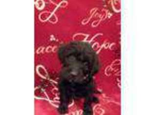 Labradoodle Puppy for sale in East Liverpool, OH, USA