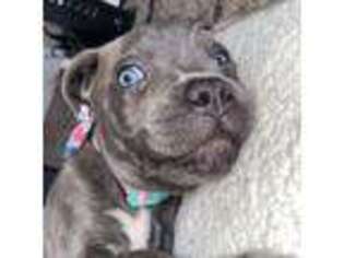 Cane Corso Puppy for sale in Homewood, IL, USA