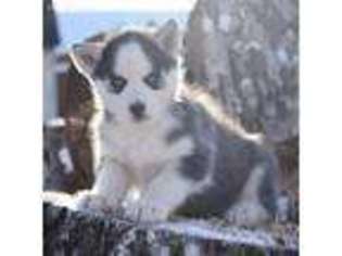 Siberian Husky Puppy for sale in Allenwood, PA, USA